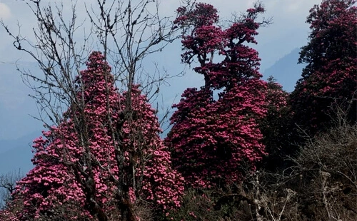 Annapurna Base Camp Trek in Nepal