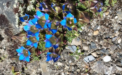 Vibrant flora seen in the guided Manaslu region trekking.