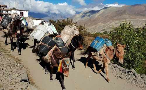 Upper Mustang Trekking Permit and Fee