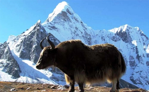 Yak seen during the Everest Panorama Trek in Winter