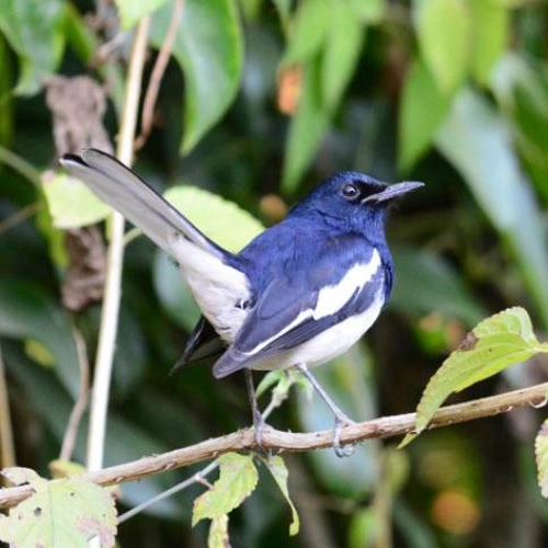 Bird watching Tour