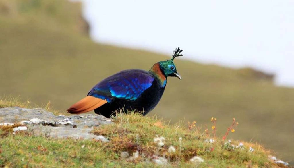 Bird Watching in Koshi Tappu