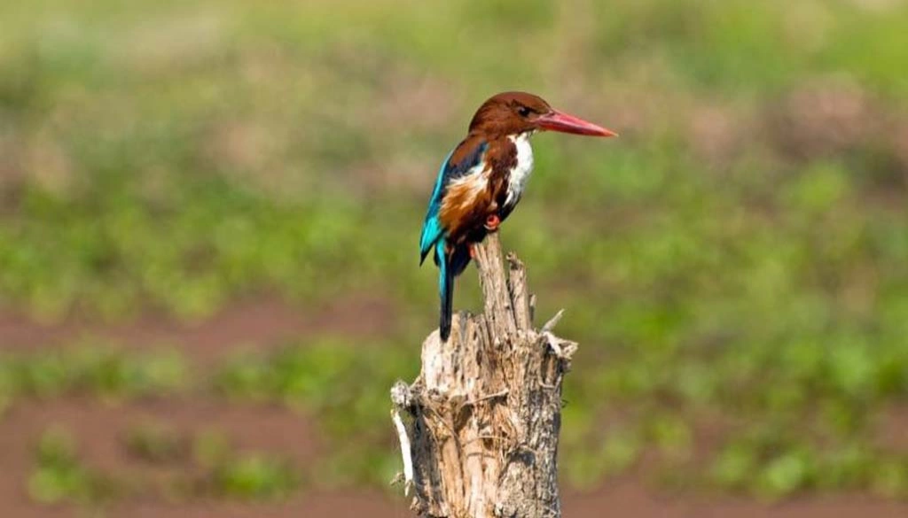 Bird watching Kathmandu Valley