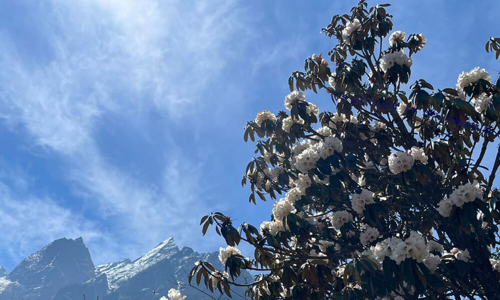 Full bloom of white rhododendron in the Annapurna Base Camp Trekking Trail