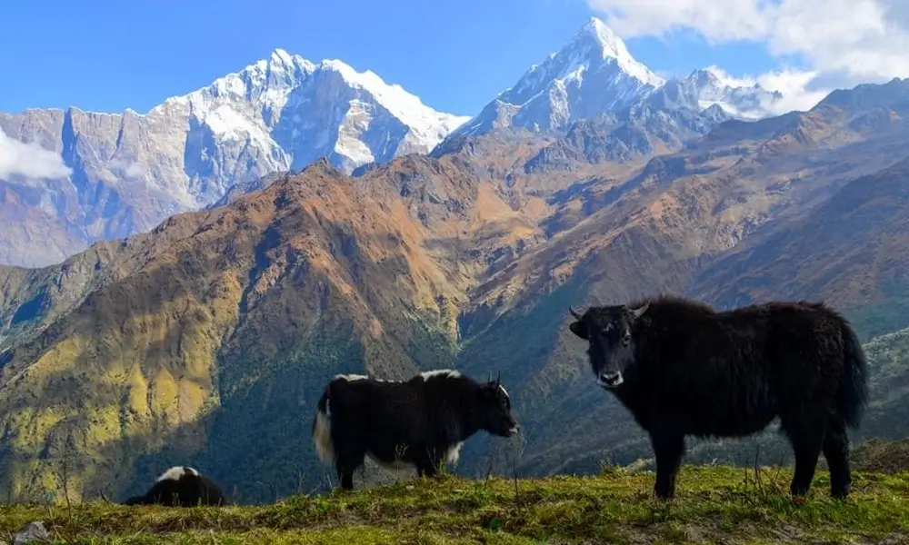 Khopra Danda, Khayer Lake, and Poon Hill Trek, the best route go voyage the Annapurna region