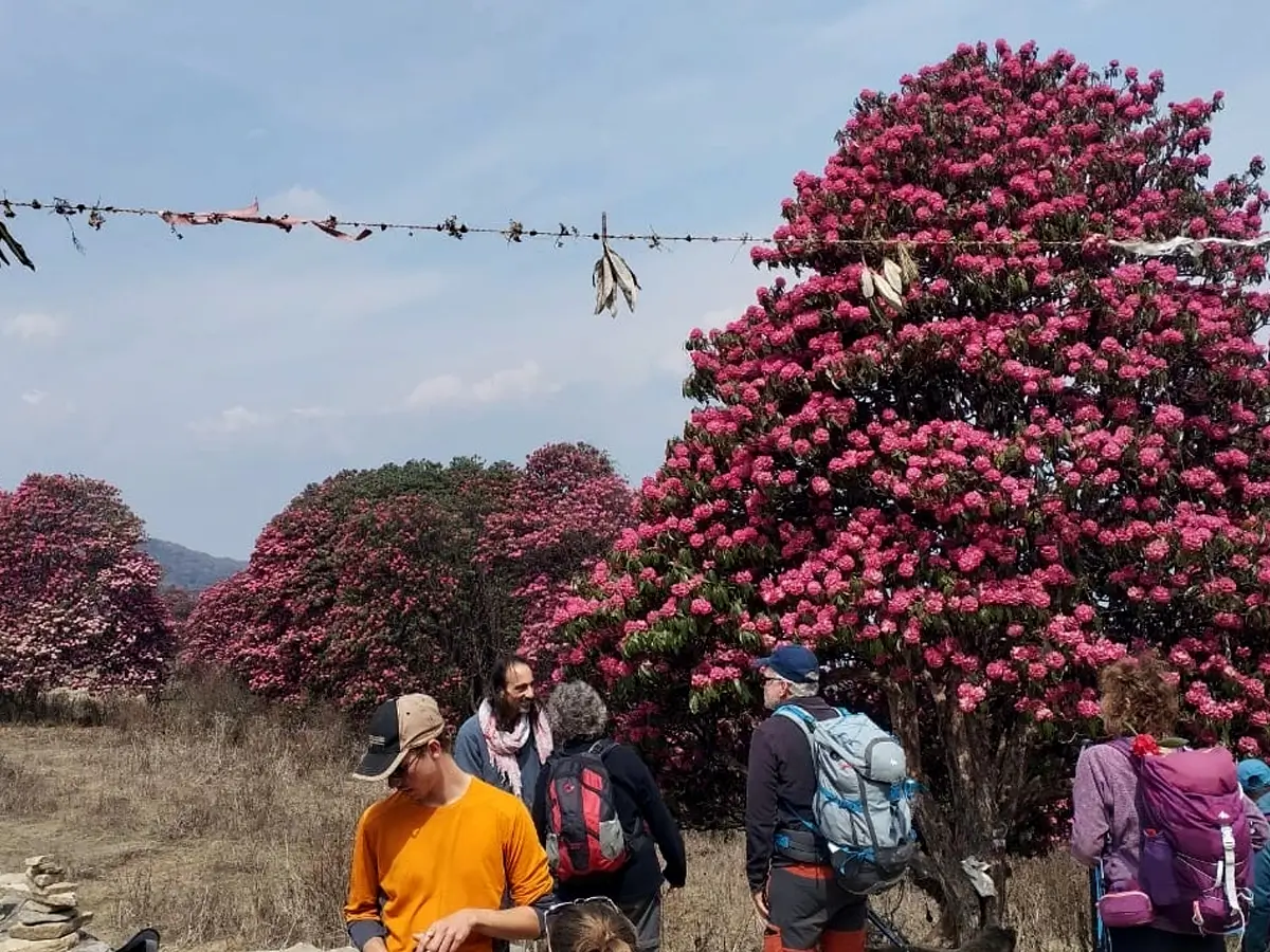 Ghorepani Poon Hill Trek