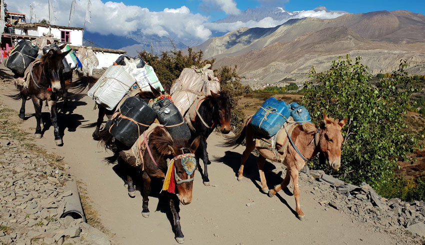 Donkey carrying load at mustang