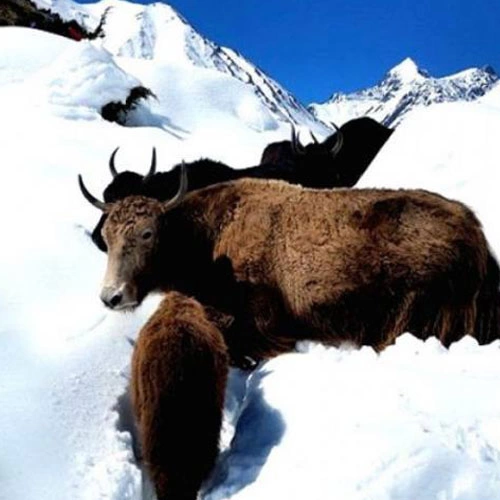 Annapurna Circuit (Besisahar to Jomsom)