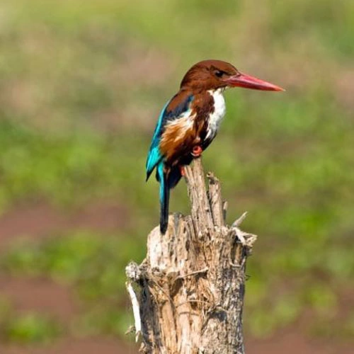 Bird watching Kathmandu Valley