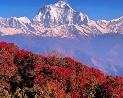  Ghorepani Poon Hill Trek 