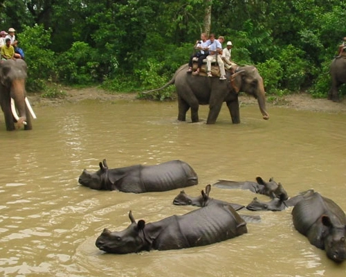  Chitwan Elephant Back Safari