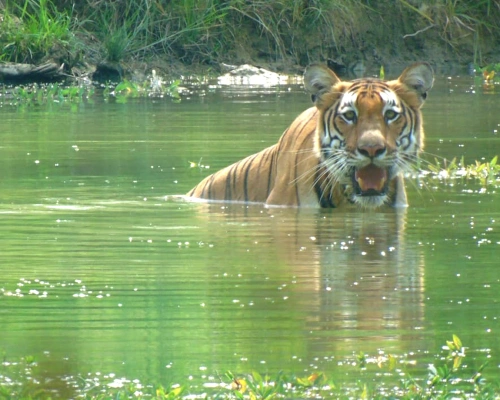Chitwan