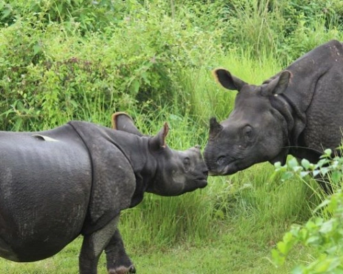 Chitwan National Park ()