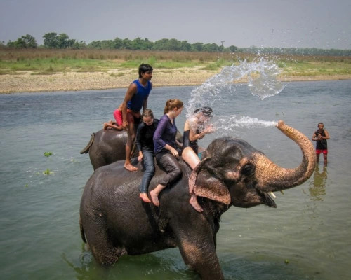 Chitwan National Park Xl