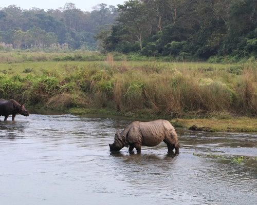 Chitwan Np