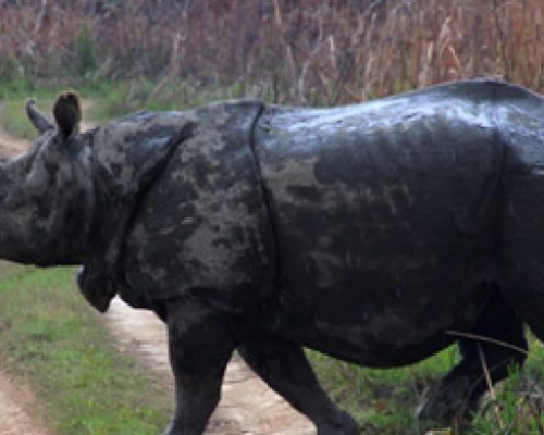 Chitwan Rhino