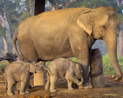 Chitwan Safari