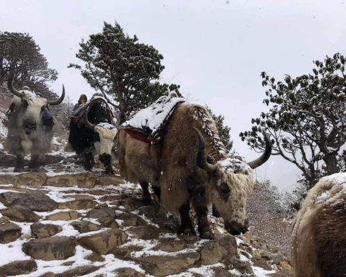 Everest Base Camp Trekking