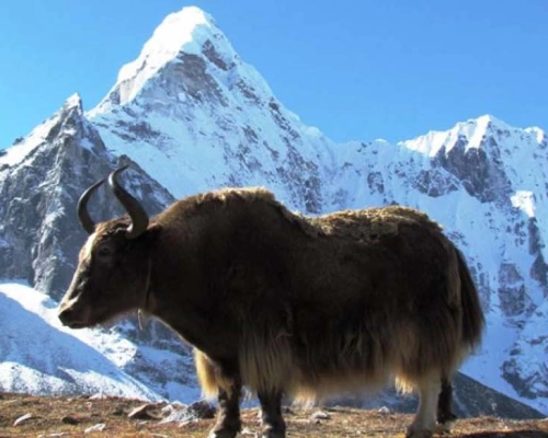 Everest Panorama Trek 