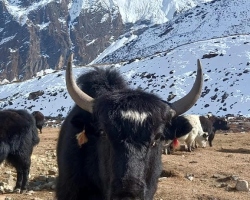 Manaslu