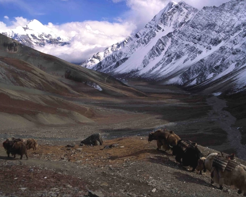 Nar Phu With Kang La Pass