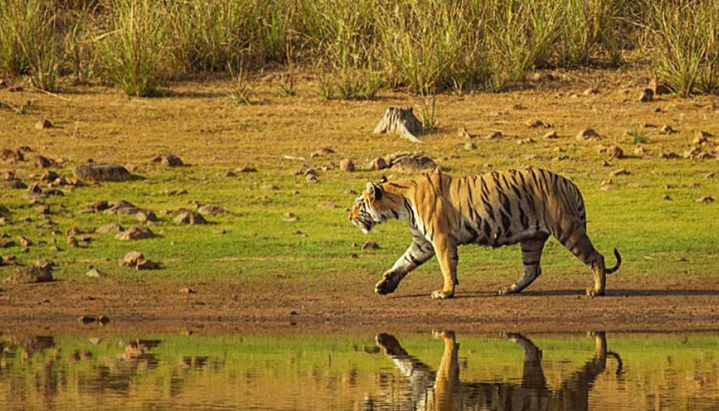 Bardia National Park | Jungle Safari | Safari Tours